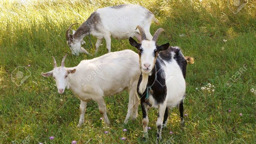 chevres broutent